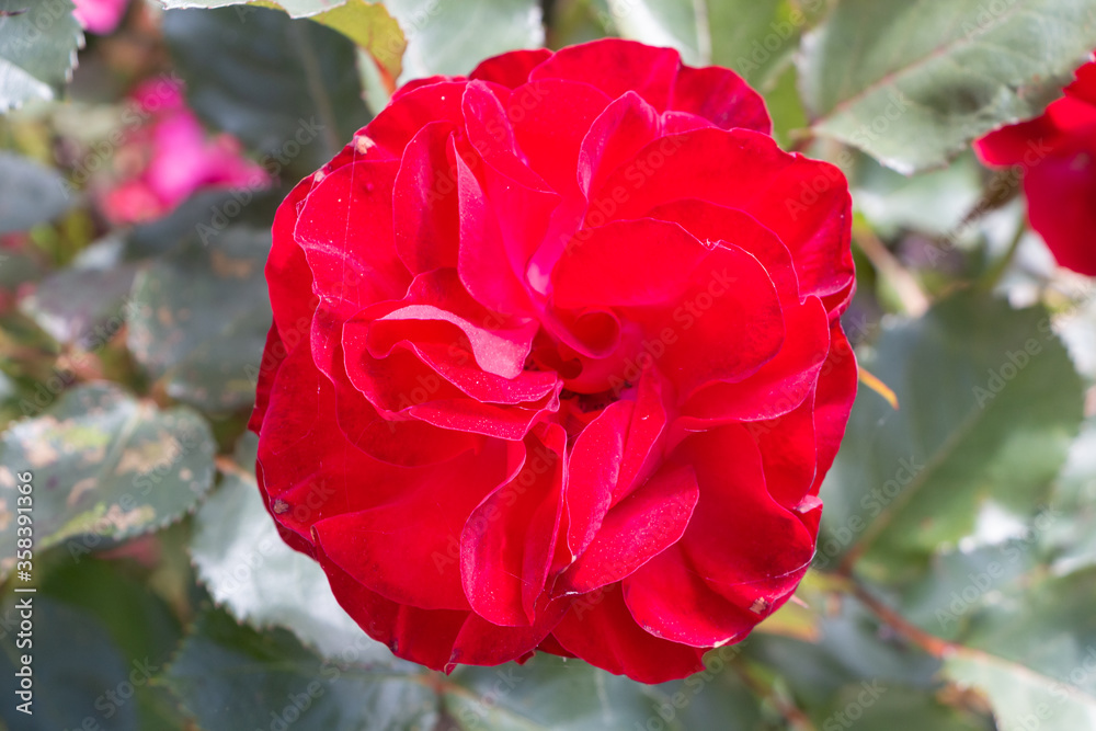 Obraz premium Red rose in a garden during spring