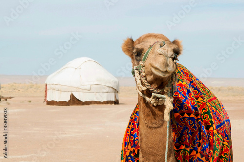 Portait of cute camel in front of nomad yurt camp in Central Asia, Uzbekistan