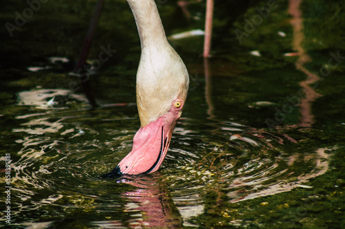 View of pink flamingo, a large bird that are identifiable by their long necks, sticklike legs and pink or reddish feathers photo