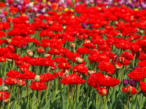 Red tulip flowers field © emilio100