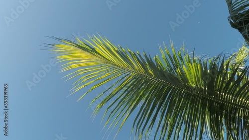 palm tree leaves blue sky
