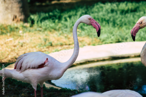 View of pink flamingo, a large bird that are identifiable by their long necks, sticklike legs and pink or reddish feathers photo