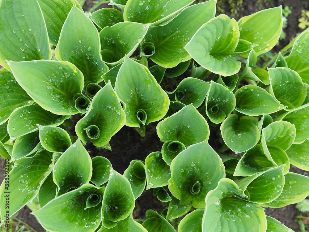 Decorative Hosta plant with yellow-green leaves and dewdropin a  garden closeup, top view. Gardening and landscape design