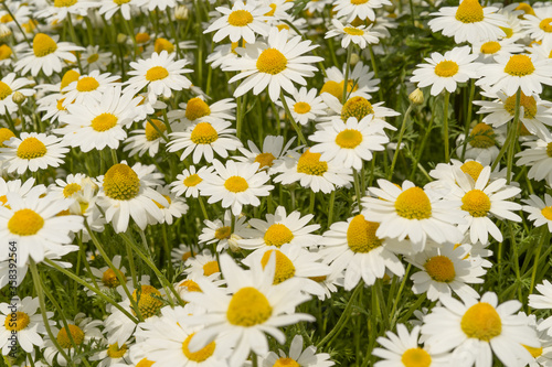 field of chamomile 