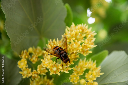A big bumblebee extracts pollen from a linden tree © Silviya Stoyanova