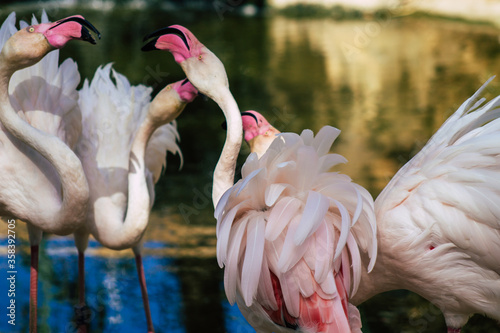 View of pink flamingo, a large bird that are identifiable by their long necks, sticklike legs and pink or reddish feathers photo