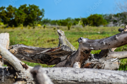 iguana posing on tree with grass in the background