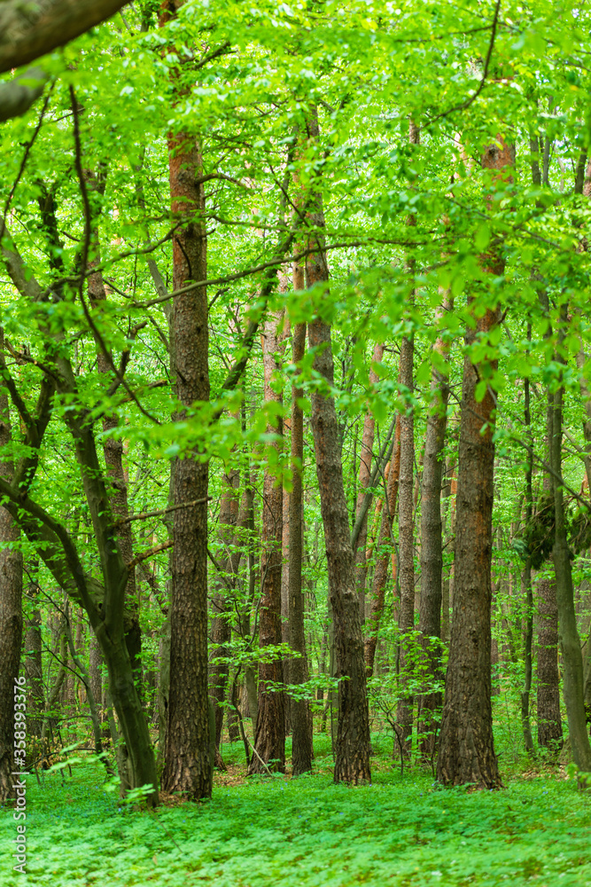 Beautiful spring forest with fresh green leaves and trunks Beautiful spring forest with fresh green leaves and trunks