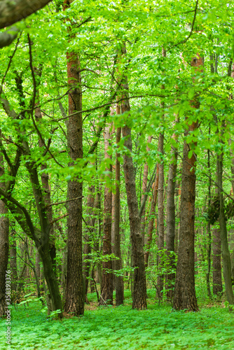Fototapeta Naklejka Na Ścianę i Meble -  Beautiful spring forest with fresh green leaves and trunks