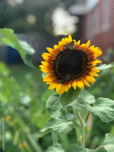 Sunflower in bloom