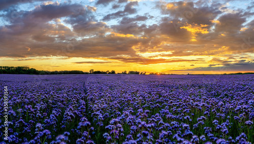 Beautiful sunset over a field of blooming phacelia  a landscape reminiscent of lavender fields