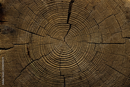 Texture of the wooden surface of an old tree