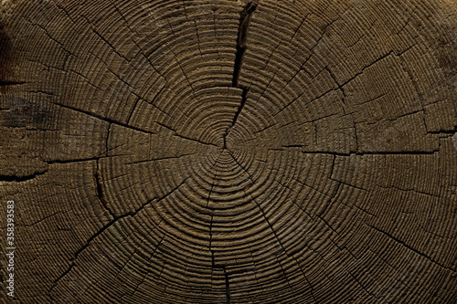Texture of the wooden surface of an old tree