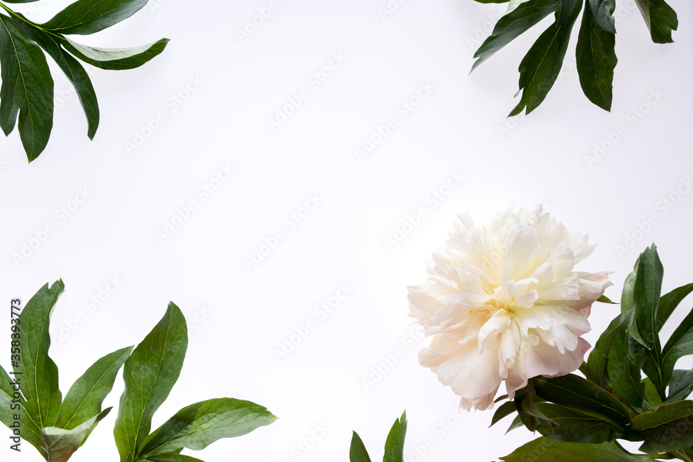 Naklejka premium Border frame made of white peonies flower and green leaves isolated on white background. Flat lay, top view. Frame of flowers.