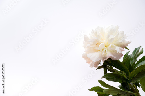 Fototapeta Naklejka Na Ścianę i Meble -  One beige peony and green leaves on white background. Flat lay, top view
