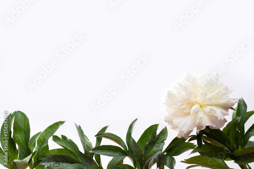 Fototapeta Naklejka Na Ścianę i Meble -  Border frame made of white peonies flower and green leaves isolated on white background. Flat lay, top view. Frame of flowers.