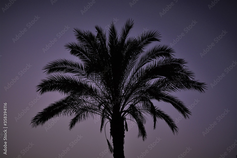 Obraz premium palm tree silhouette