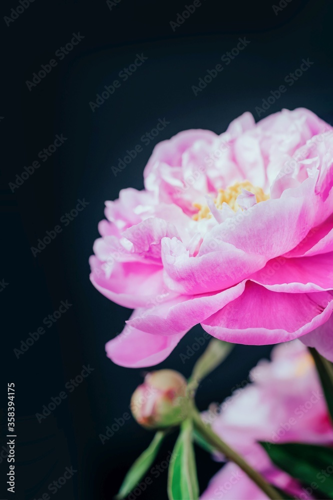 Fototapeta premium Pink peony flower on a black background