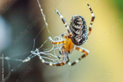 Arachnophobia fear of spider bite concept. Macro close up spider on cobweb spider web on natural blurred background. Life of insects. Horror scary frightening banner for halloween.