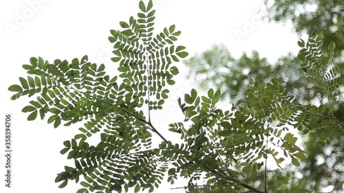 fern leaves on white sky