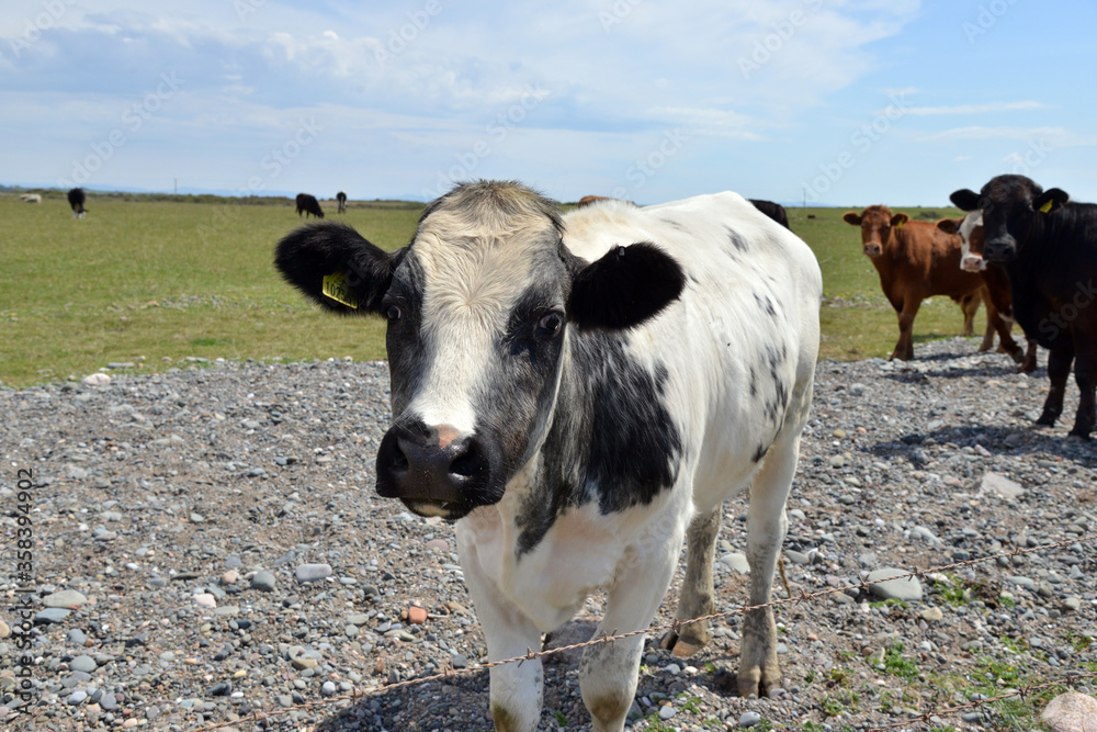 Cows on Walney island, Cumbria, 