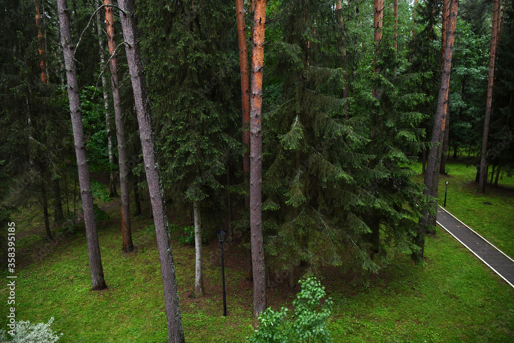 Obraz premium places of comfortable rest in a pine forest