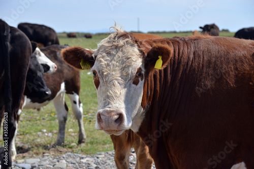 Cows on Walney island, Cumbria,  © James