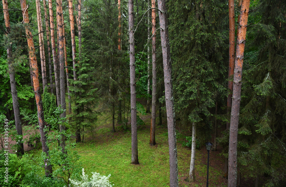 Obraz premium places of comfortable rest in a pine forest