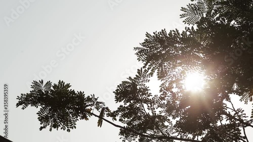 sun and tree clear sky 