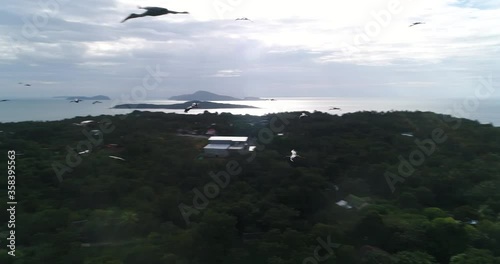 . Panoramic view of the shore with forest. A flock of birds over the shore with forest and buildings. birds fly very close with the drone. close-up of a bird.
