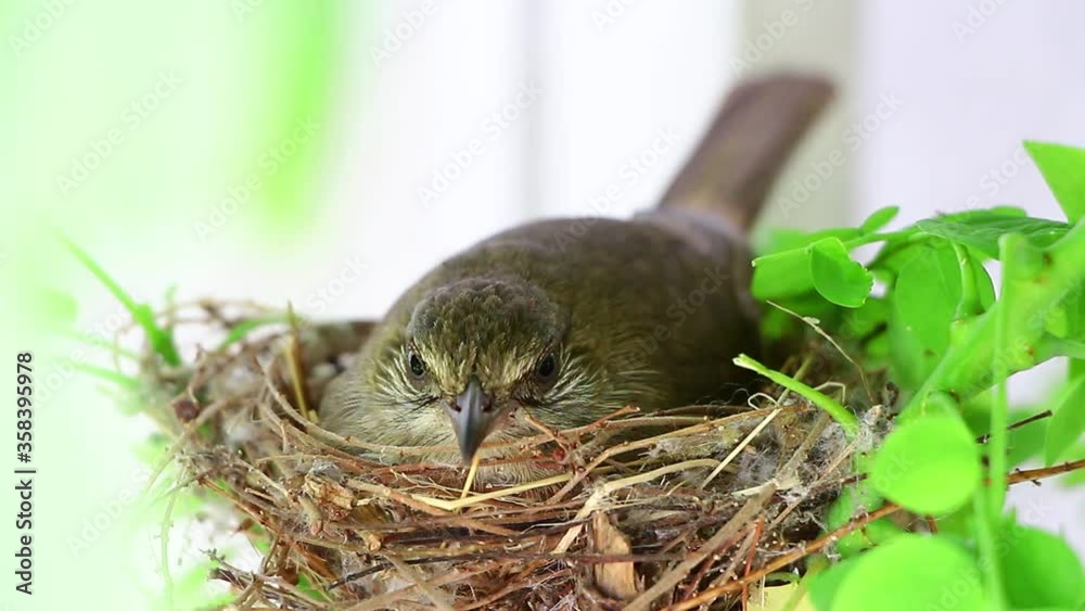 Mother bird protect her newborn baby on nest in the nature.