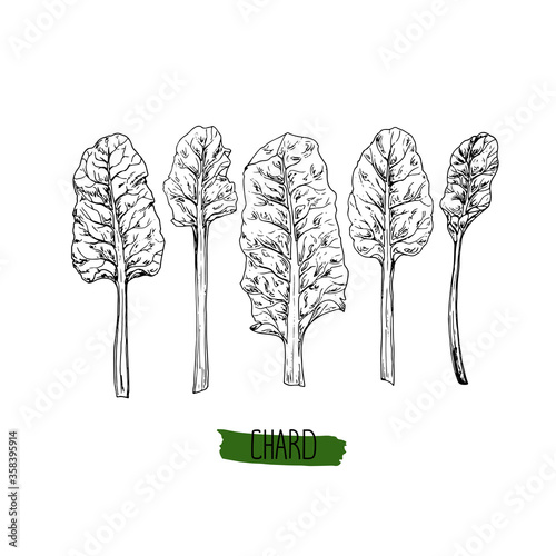 Hand drawn sketch style chard set. Vector illustration.  photo