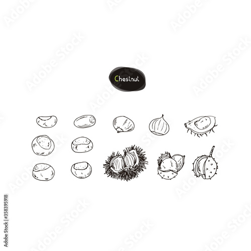 Hand drawn sketch style chestnut set. Vector illustration. 
