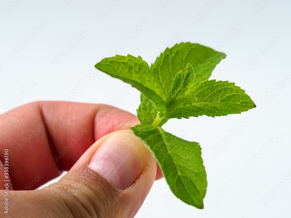 Man holds leaf of mint on white background. Man holds leaf of mint on white background.