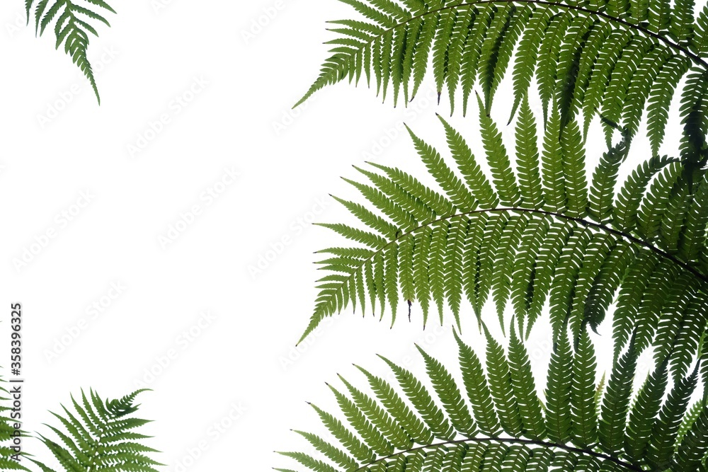 Blurred tropical fern leaves on white isolated background for green foliage backdrop and copy space 