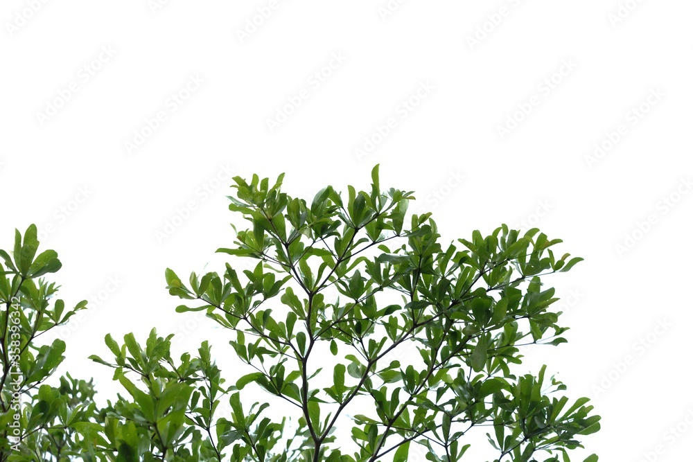 Tropical tree with leaves branches on white isolated background for green foliage backdrop 