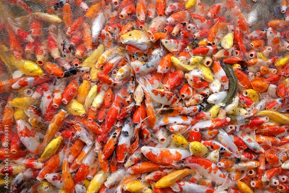 In selective focus many of orange yellow Fancy Carp fish in a lake In selective focus many of orange yellow Fancy Carp fish in a lake