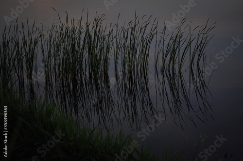 grass in the lake at sunset