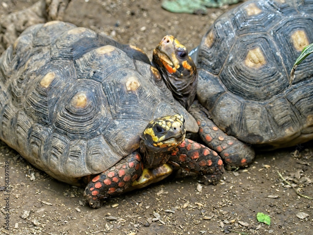 Fototapeta premium Two Sulcata tortoises necking, close-up