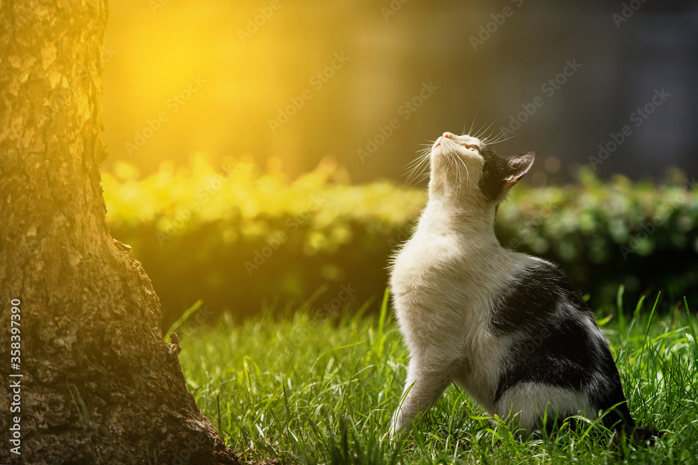 a thin black and white cat watches the birds on a tree of green grass