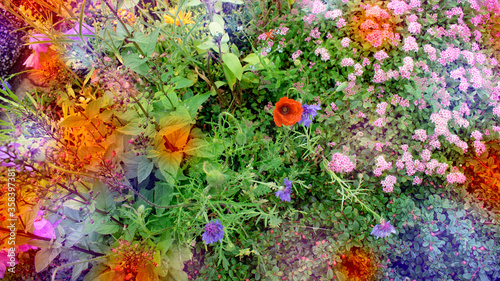 colorful flowers in the garden