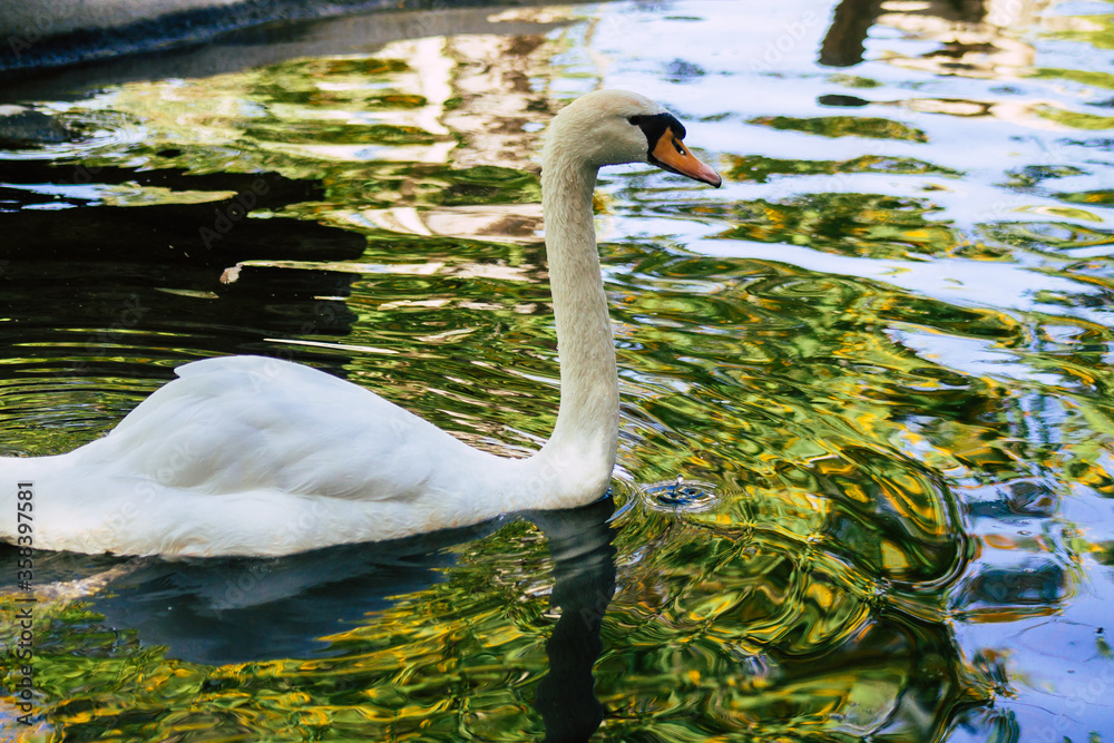 Fototapeta premium View of a Swan, a bird of the family Anatidae within the genus Cygnus. Swans are grouped with the closely related geese in the subfamily Anserinae where they form the tribe Cygnini 