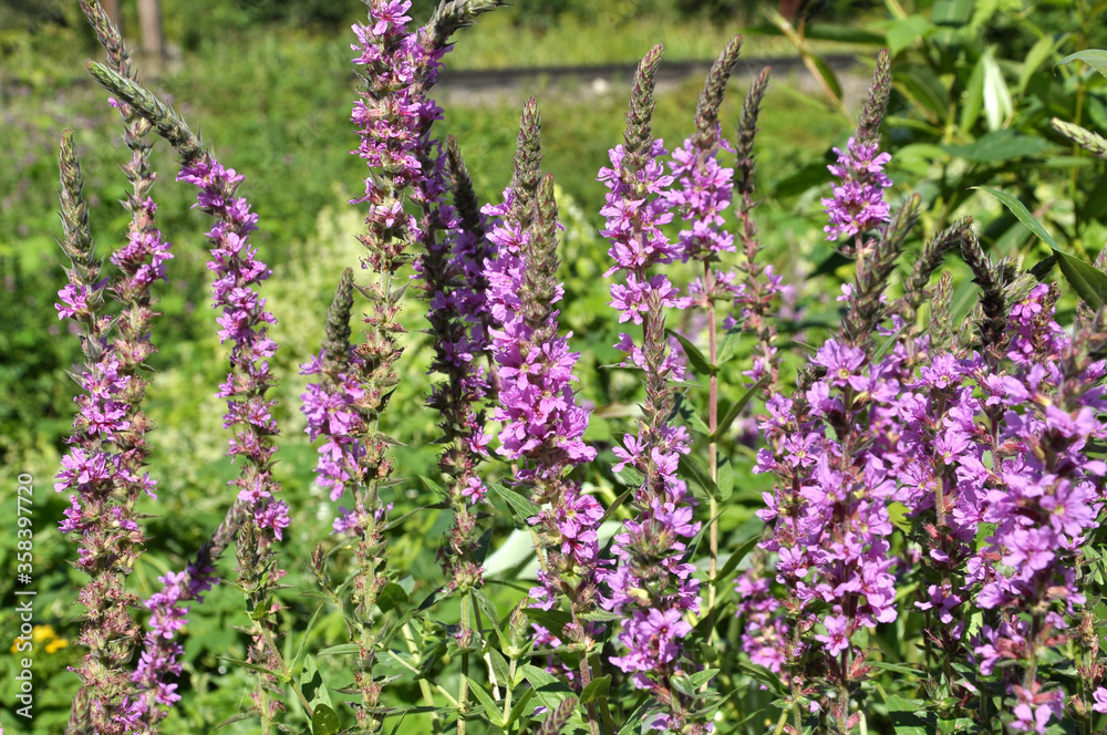 Obraz premium Lythrum salicaria grows on the riverbank