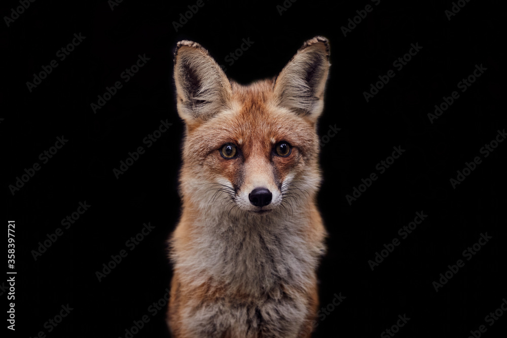 Fototapeta premium Beautiful portrait of a red face on a forest background black background