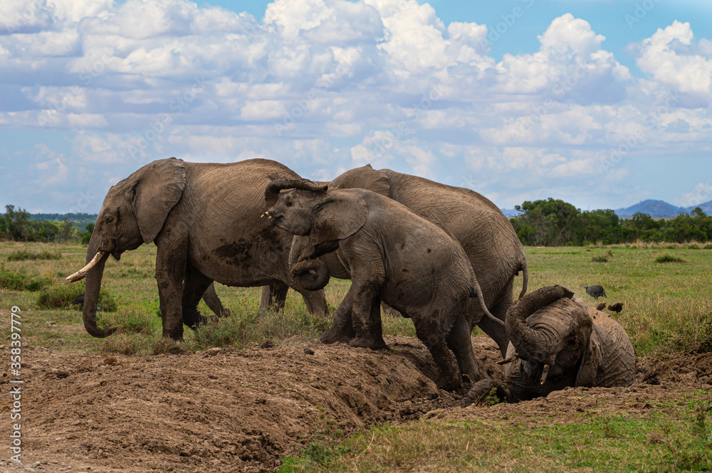 Fototapeta premium elephants in the mud bath