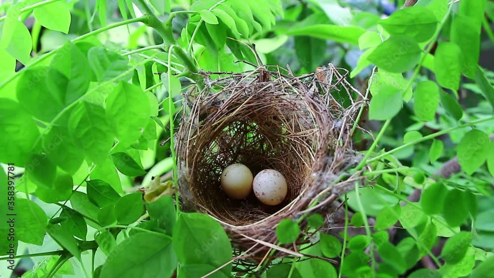 bird nest with eggs with green leaf nature bird nest with eggs with green leaf nature