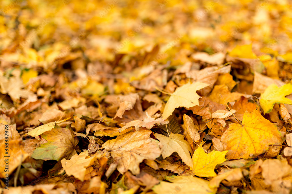 Yellow leaves in autumn park