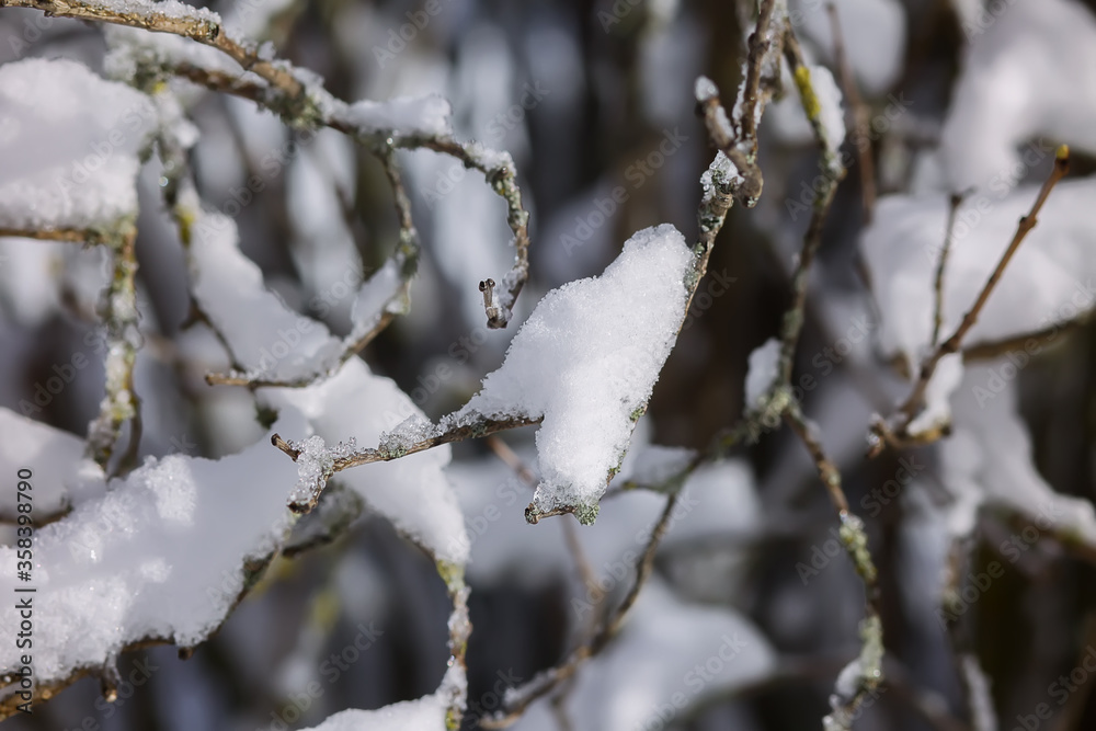 Winter nature details in countryside in East Europe. Snow covered tree branches in sunny day. Winter nature details in countryside in East Europe. Snow covered tree branches in sunny day.