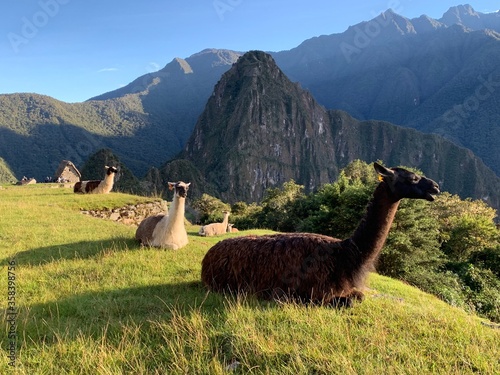Llamas resting in the hills of Machu Picchu, Peru