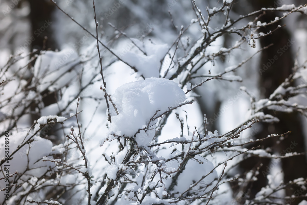 Winter nature details in countryside in East Europe. Snow covered tree branches in sunny day.